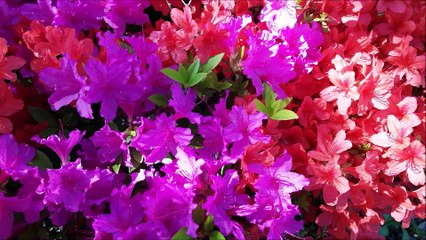 A Assunção de Nossa Senhora