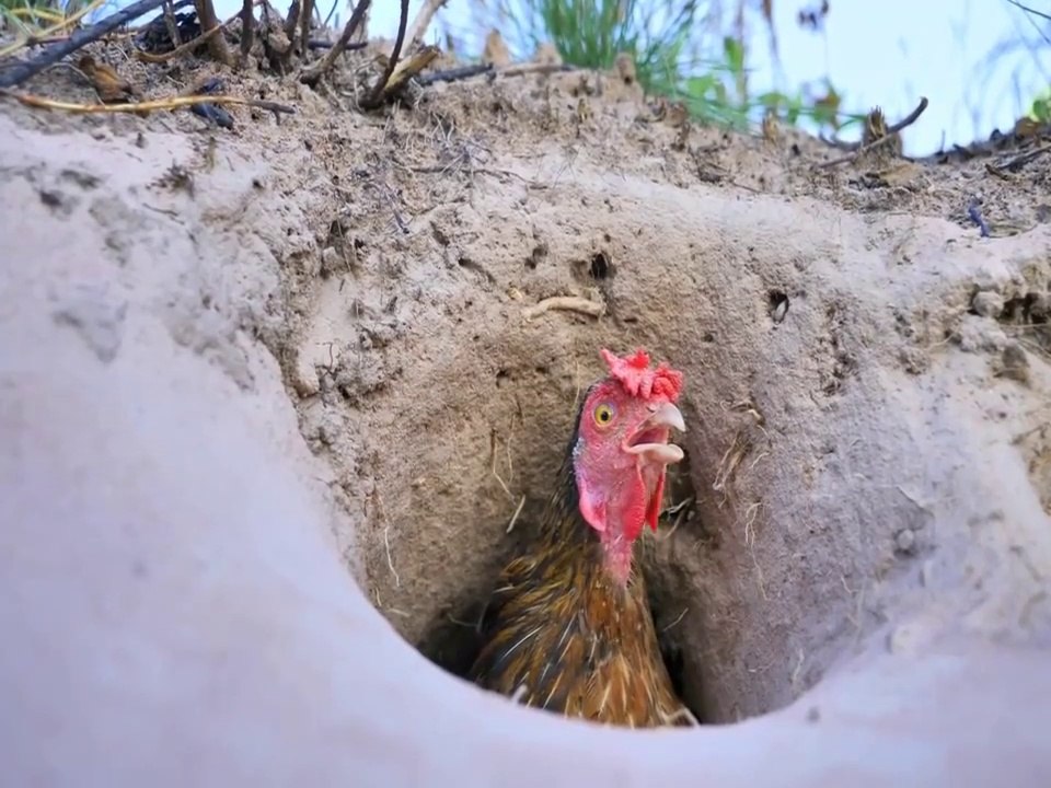 Experiment : Coca Cola, Fanta, Sprite And Mentos Catch Wild Chicken In Underground Hole | Animal Trap