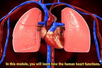 Function of Human Heart