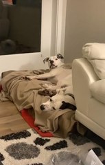 Dog Stares At Guy After He Makes Noise And Disturbs His Sleep