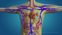 Human Circulatory System