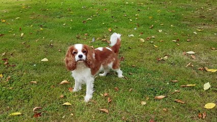 Jeux  au jardin, bonheur