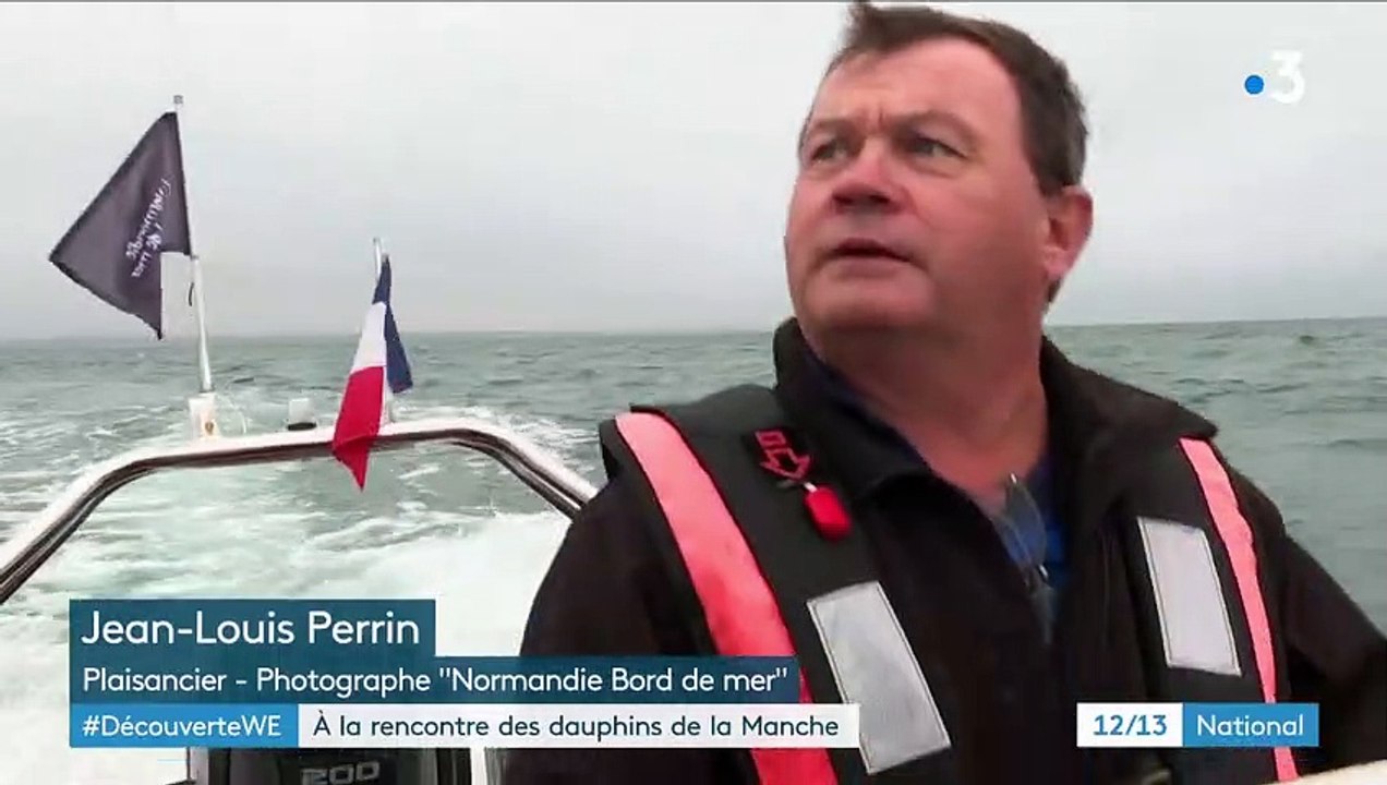 Les dauphins s’épanouissent au large des côtes normandes