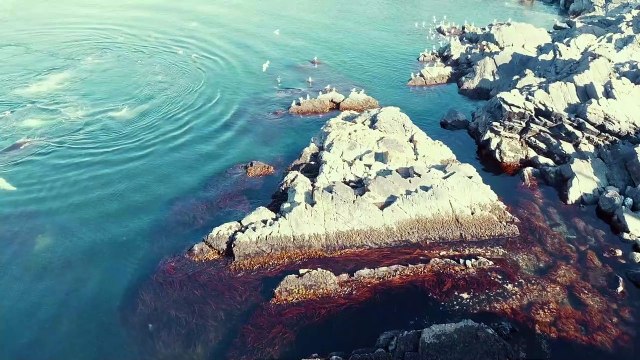 Whales Frolicking and Feeding in Pouch Cove