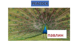 RUSSIAN BIRDS VOCABULARY