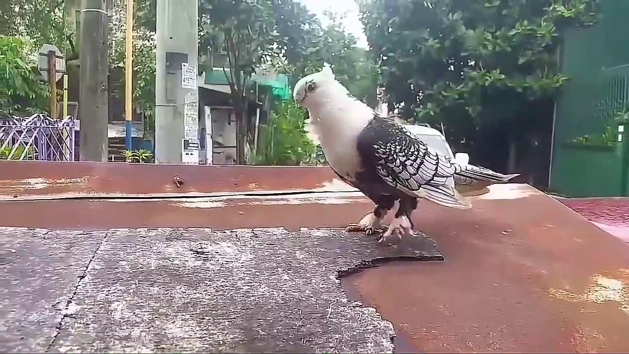 World Unique amazing pigeon farm - fancy pigeon loft - fancy Pigeons breeding pairs