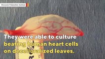 Scientists turn spinach leaf into beating heart tissue #science