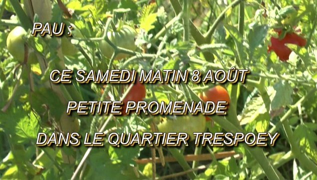 LES PROMENADES DE MICHOU64 W-D.D. - 8 AOÛT 2020 - PAU - CE SAMEDI MATIN 8 AOÛT PETITE PROMENADE DANS LE QUARTIER TRESPOEY
