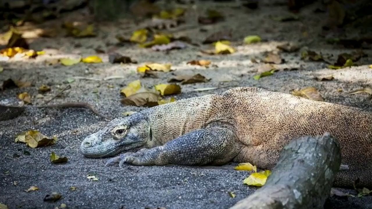 Can You Train A Lizard?