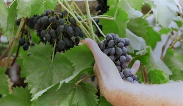 Vendanges 2020 : une année précoce mais prometteuse