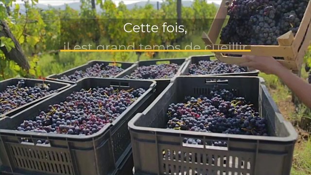 Vendanges 2020 : une année précoce mais prometteuse