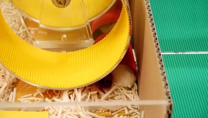 햄스터 전용 헬스장 (Hamster's GYM)