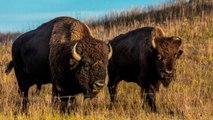Camera-Shy Bison Rips Pants Off Nosy Photographer