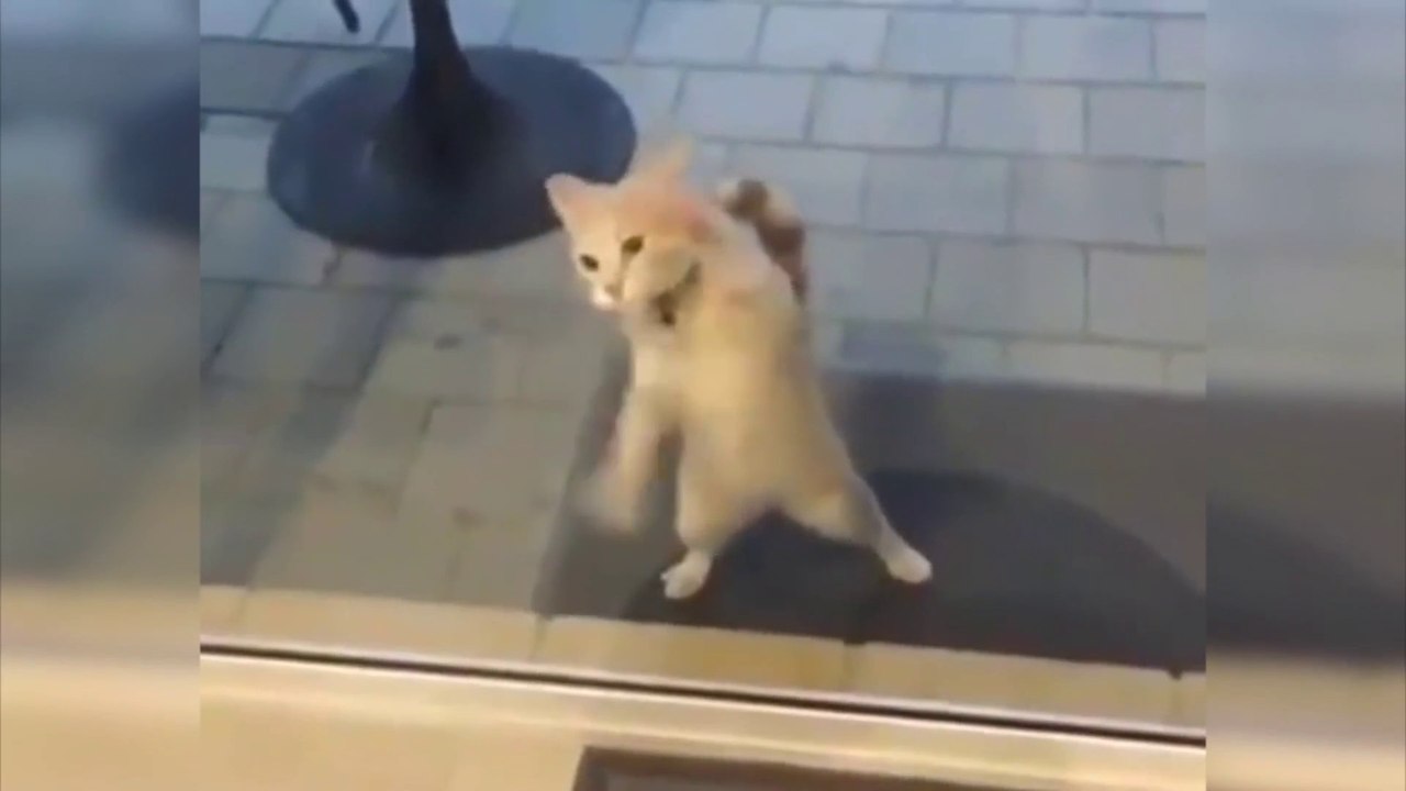 Konusan Kediler 8 En Komik Kedi Videolari Dublaj Turkey Dailymotion Video