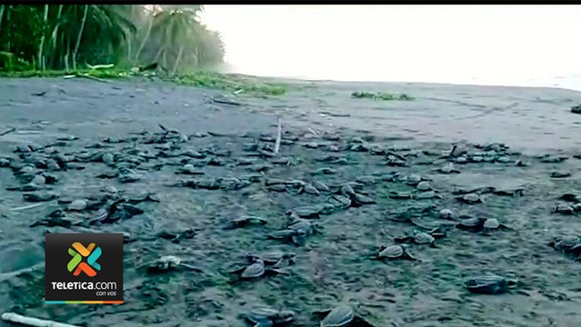 tn7-tortugas-liberadas-moin-limon-150820