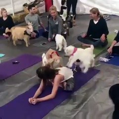 Yoga Time !! Cute Goats