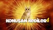 Konuşan Kediler 4 - En Komik Kedi Videoları - Dublaj Turkey