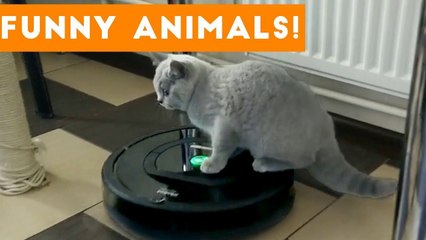 Top 100 Funny Pets on Vine _ Cute Animal Videos 2017