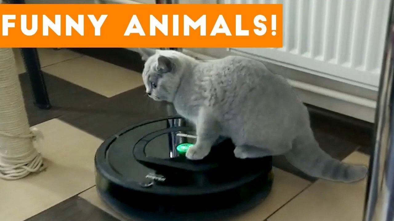 Top 100 Funny Pets on Vine _ Cute Animal Videos 2017