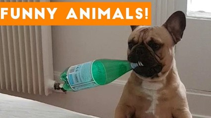 Funniest Pets of the Week Compilation November 2017 _ Funny Pet Videos