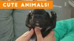 Cutest Pets of the Week Compilation November 2017 _ Funny Pet Videos
