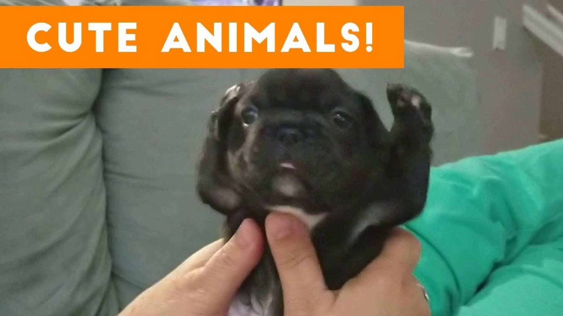 ⁣Cutest Pets of the Week Compilation November 2017 _ Funny Pet Videos