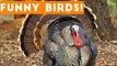 Funny Turkey & Bird Videos Weekly Compilation 2017 _ Funny Pet Videos