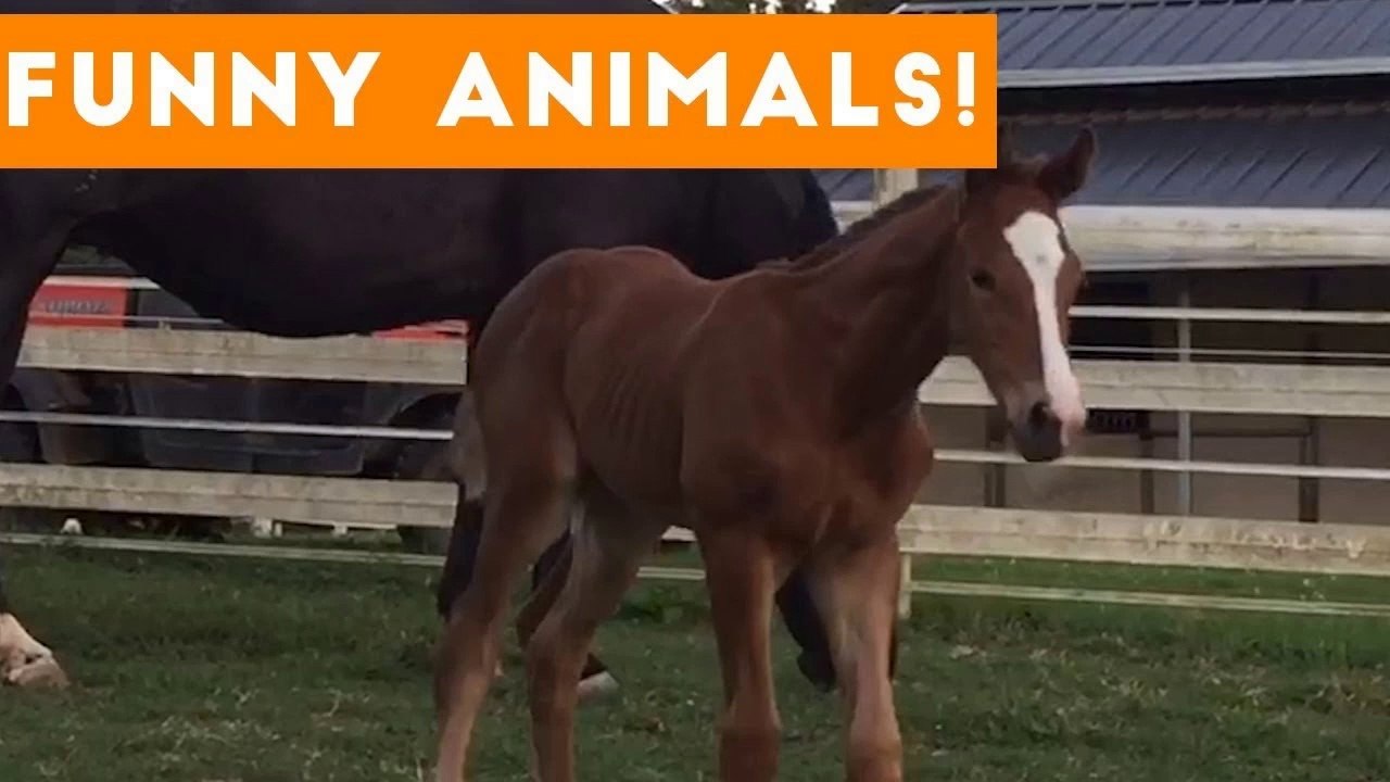 Funniest Pets of the Week Compilation November 2017 _ Funny Pet Videos