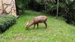 Con hưu,  Động vật hoang dã, Tham quan khu Safari Vin Phú Quốc | Retired child, Wildlife, Visiting Vin Phu Quoc Safari