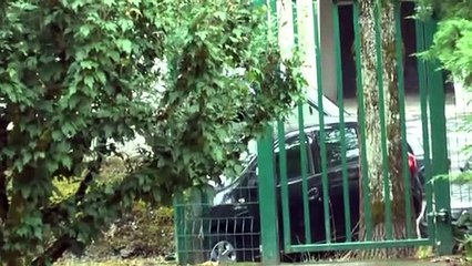 LES QUESTIONS DE MICHOU64 W-D.D. - 13 AOUT 2020 - PAU - COMBIEN DE TEMPS METTENT À REPOUSSER DES BAMBOUS QUI SONT TAILLÉS 2 FOIS PAR AN