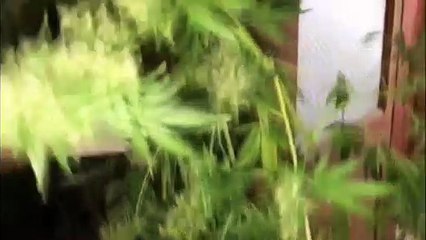 Uyuşturucu operasyonlarında yakalanan 6 şüpheli tutuklandı - İSTANBUL