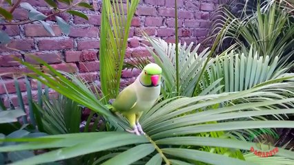 Natural Parrot Sounds