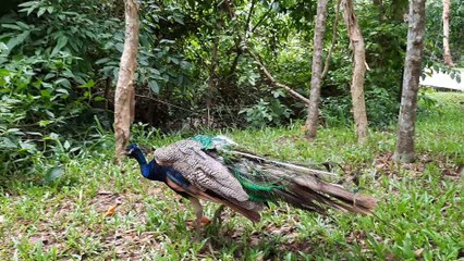 LOÀI CHIM CÔNG QUÝ HIẾM TẠI VIỆT NAM | PRECIOUS METALS IN VIETNAM