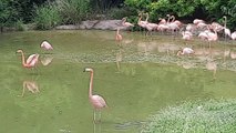 Thiên Nga, Chim Thiên Nga Hồng | Swans, pink swans, precious birds
