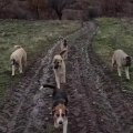 ANADOLU COBAN KOPEGi YAVRULARI SABAH YURUYUSU - ANATOLiAN SHEPHERD DOG PUPPiES WALK MORNiNG