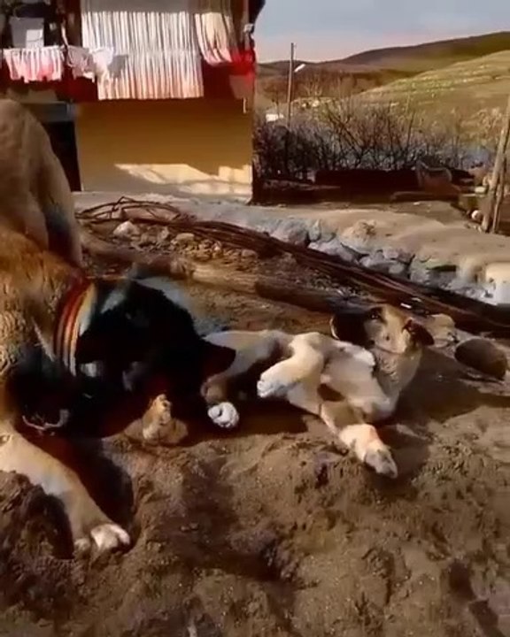 ANADOLU COBAN KOPEKLERi OYUN SAATi - ANATOLiAN SHEPHERD DOG GAME TiME