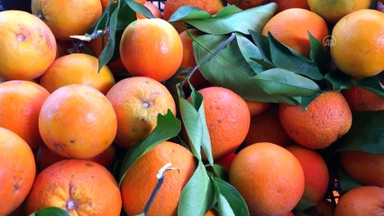 Rusya'ya narenciye ihracatı iki kata yakın arttı - MERSİN