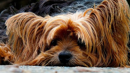 Rompe con un hacha la ventanilla de un coche para salvar a un perro que se asfixiaba dentro