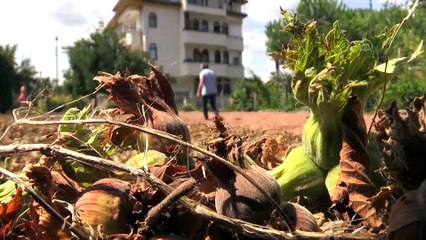 Fındık üreticilerine kurutma ve pazar uyarısı - ORDU