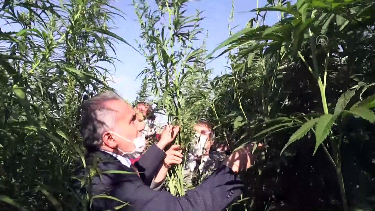 Yozgat Bozok Üniversitesinden endüstriyel kenevir atağı