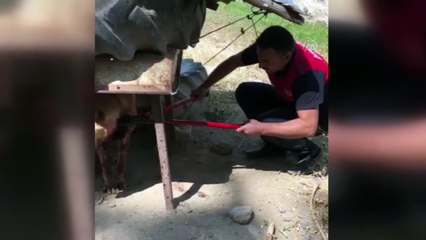 Boynu bağlı olduğu evin önünde zincire sıkışan köpek kurtarıldı - AĞRI