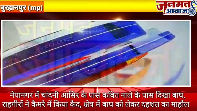 जनमत आवाज़,,,mp बुरहानपुर के नेपानगर में चांदनी आसिर के पास कवित नाले के पास दिखा बाघ, राहगीरों ने कैमरे में किया कैद, क्षेत्र में बाघ को लेकर दहशत का माहौल