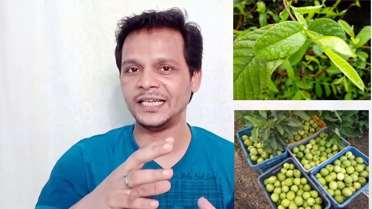 Amrud khane ke fayde | guava health benefits | Amrud ke health benefits |  psidium guajava| guava information | Jamfal, peru,वीराजीव रेक, Wirazeev Raeq, We rajiv break, V rajiv break, Wirazeev Break, Viraji break, Amrud Fal, amrud ki jankari