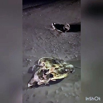 Aparecen muertas una treintena de tortugas y una ballena bebé en Altata
