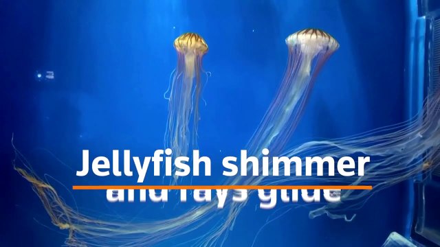 Jellyfish and penguins wow Taiwan aquarium visitors