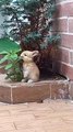 Cute little bunny | Cute Rabbits Eating Leaves