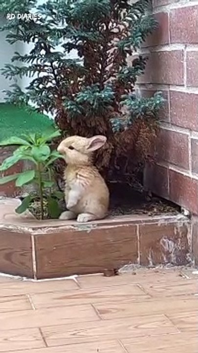 Cute little bunny | Cute Rabbits Eating Leaves