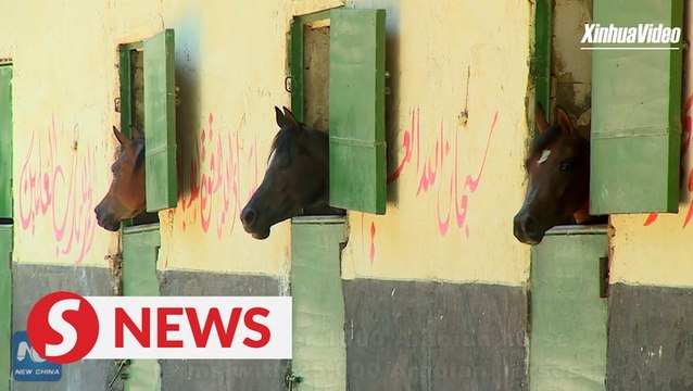 Egypt, homeland for rare Egyptian Arabian horses