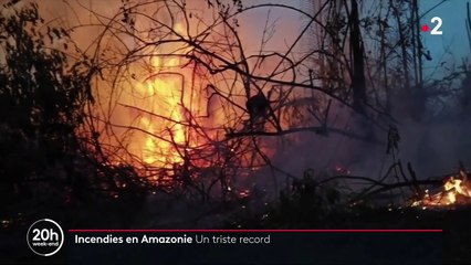 Incendies en Amazonie : un triste record