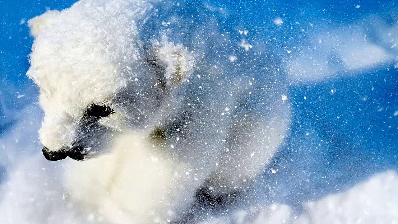 Bears Mirage Theme 1